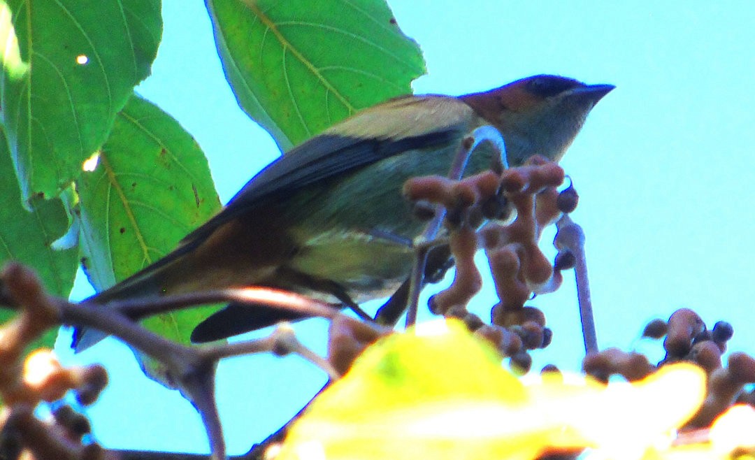 Chestnut-backed Tanager - ML644289479