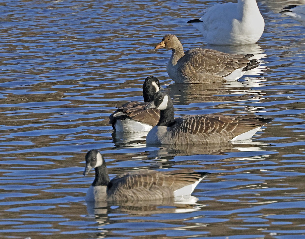 Greater White-fronted Goose - ML644289485
