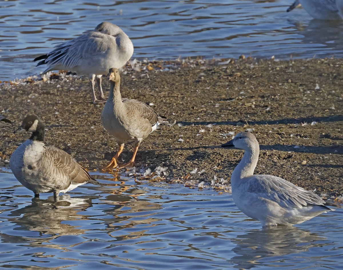 Greater White-fronted Goose - ML644289486
