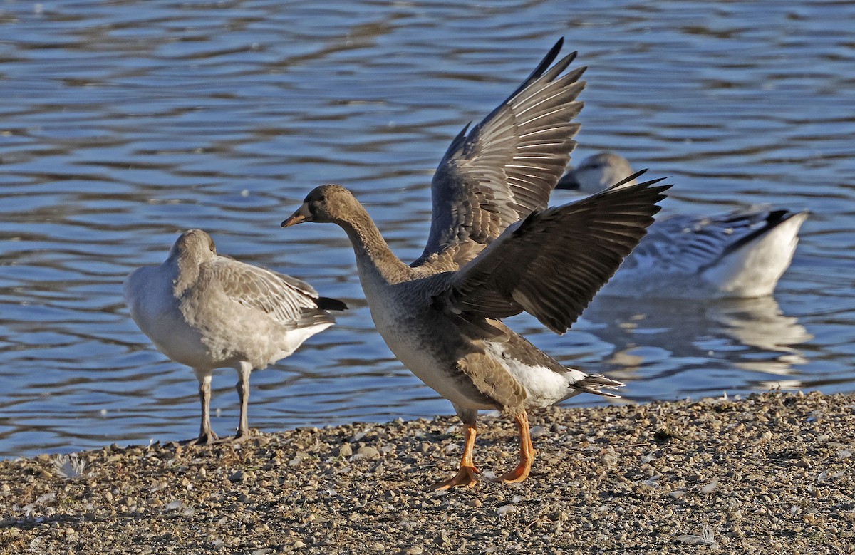 Greater White-fronted Goose - ML644289487