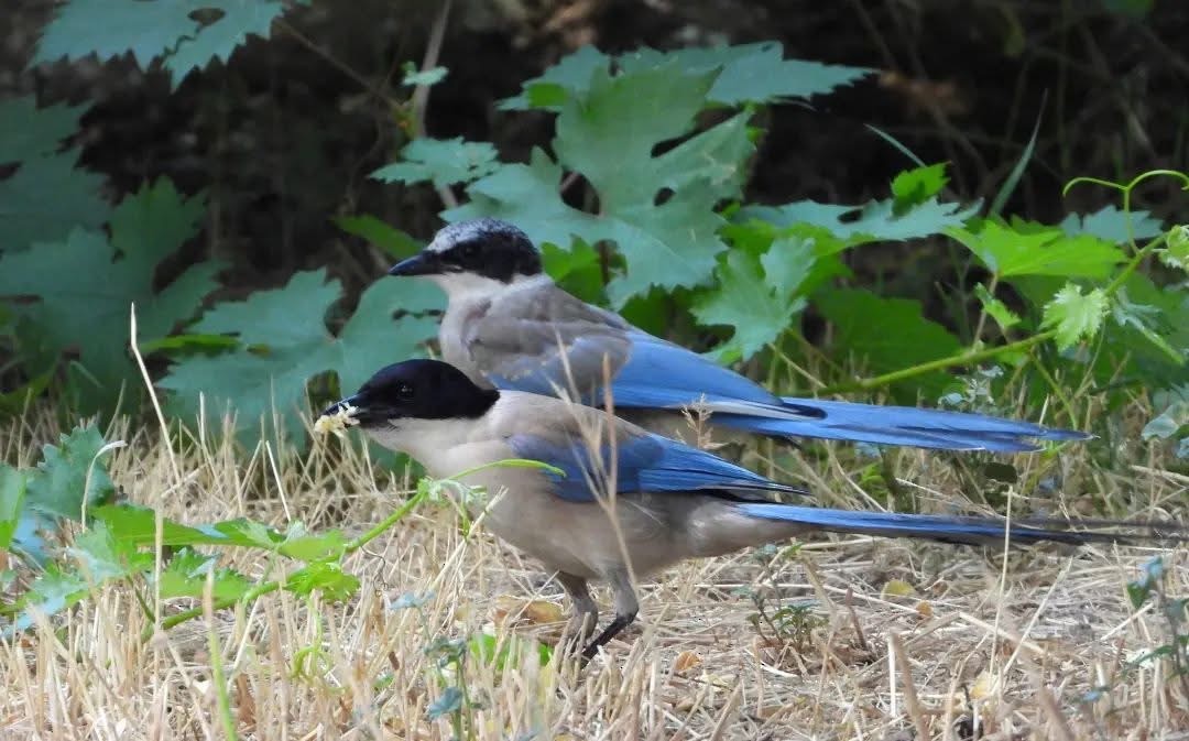 Иберийская сорока - ML644289490