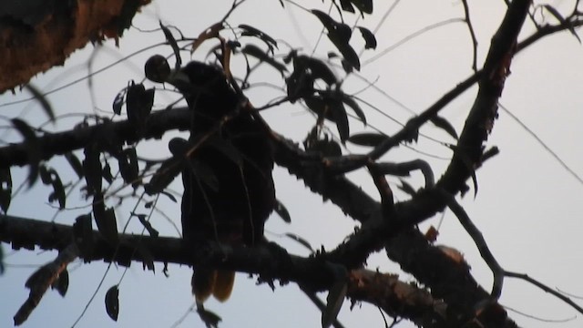 Crested Oropendola - ML644289497