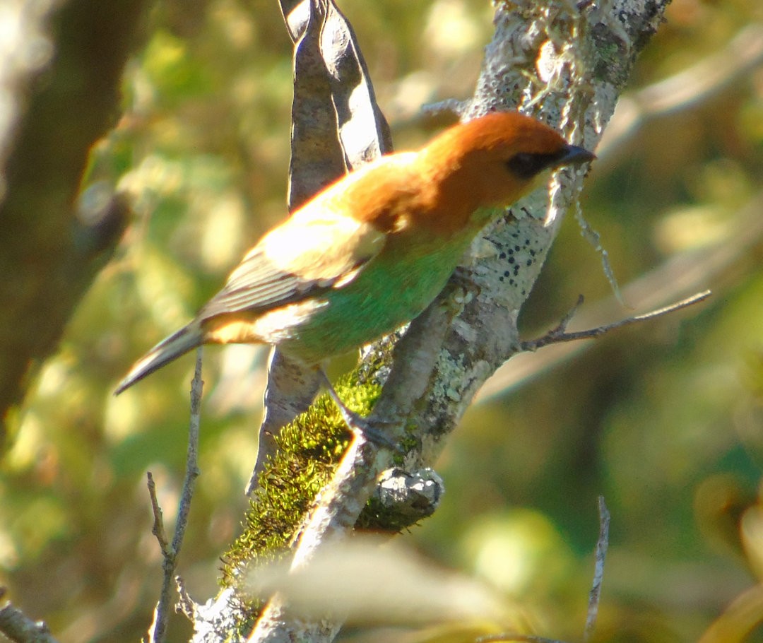 Chestnut-backed Tanager - ML644289499