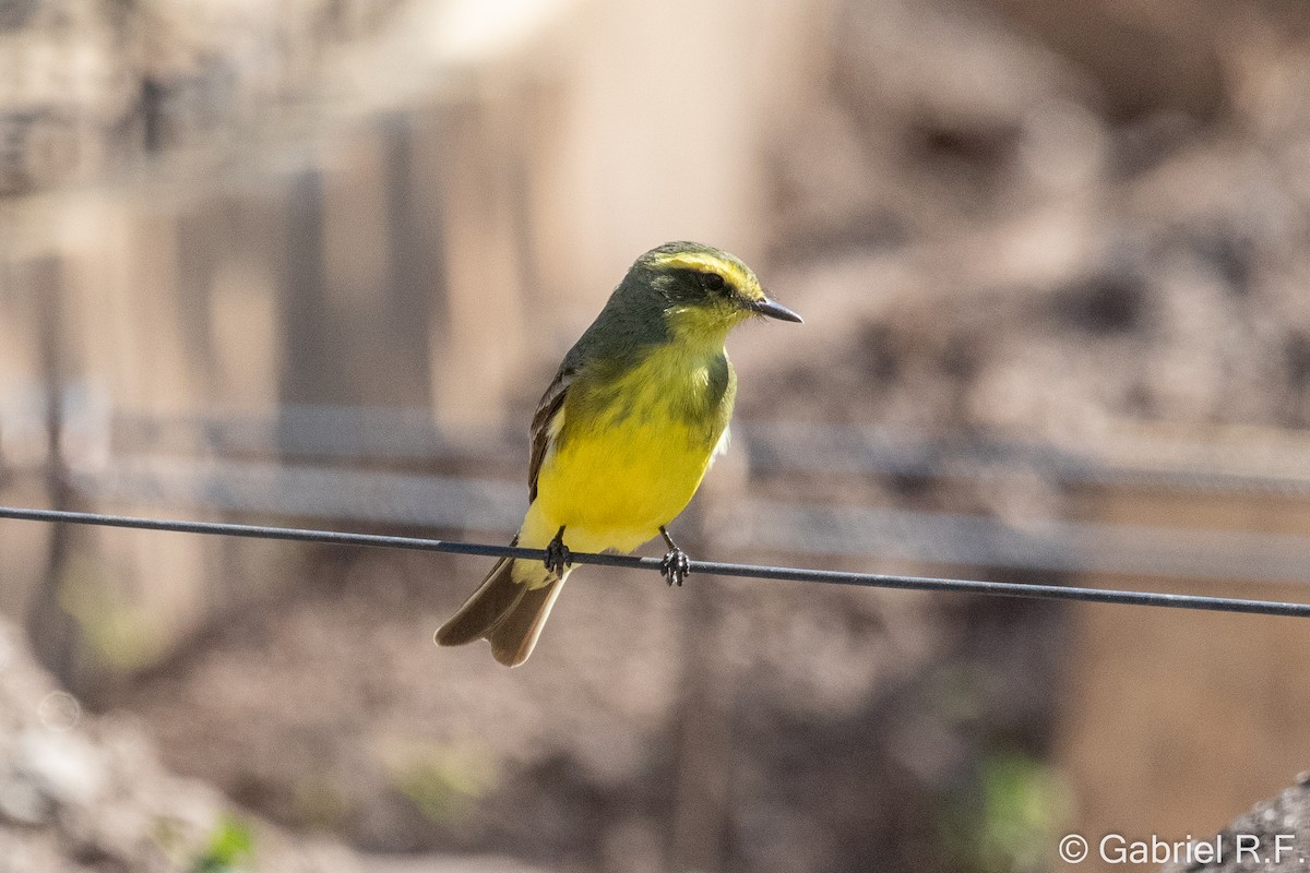 キマユタイランチョウ - ML644289501