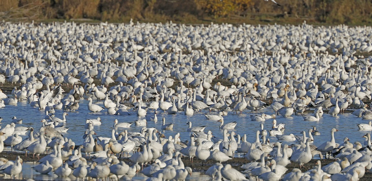 Snow Goose - ML644289504