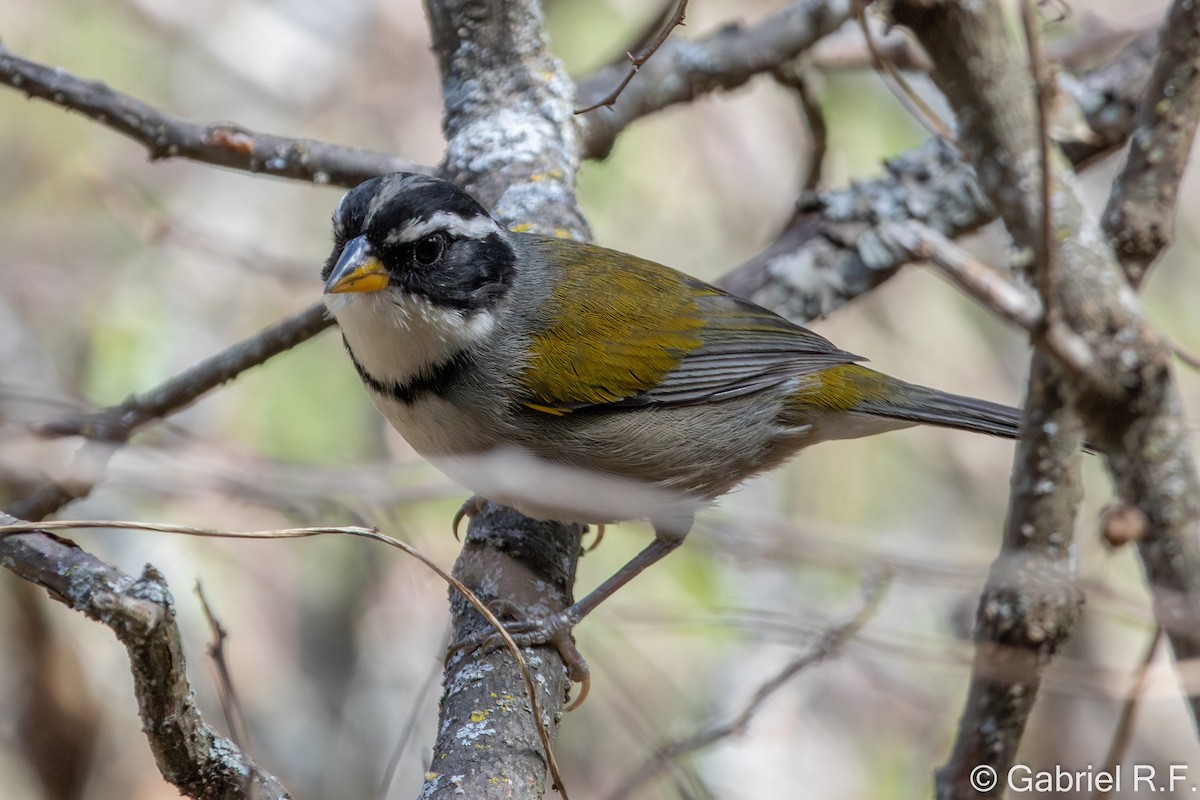Moss-backed Sparrow - ML644289505