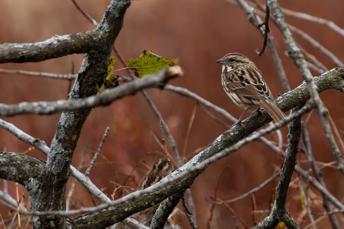 Song Sparrow - ML644289509
