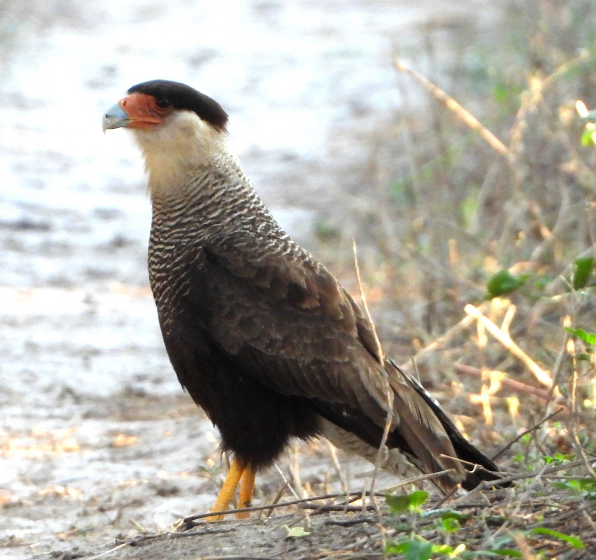 ミナミカラカラ - ML644289518