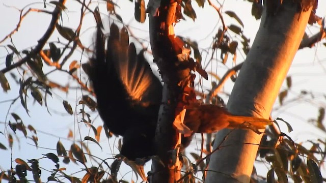 Crested Oropendola - ML644289522