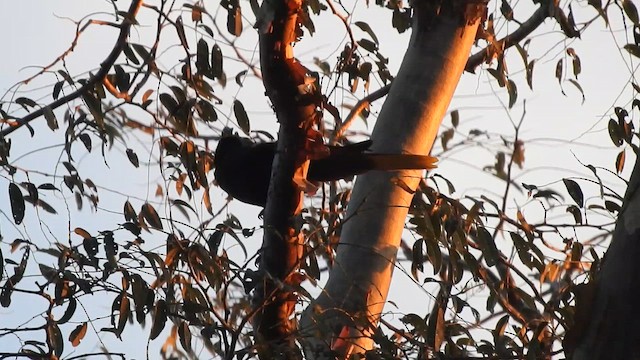 Crested Oropendola - ML644289529