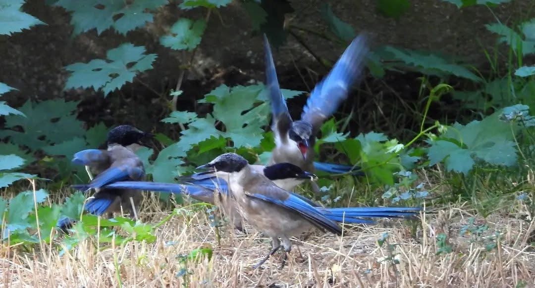 Иберийская сорока - ML644289537