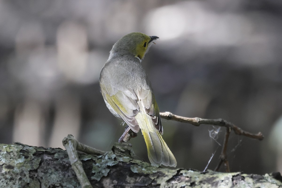 White-plumed Honeyeater - ML644289542