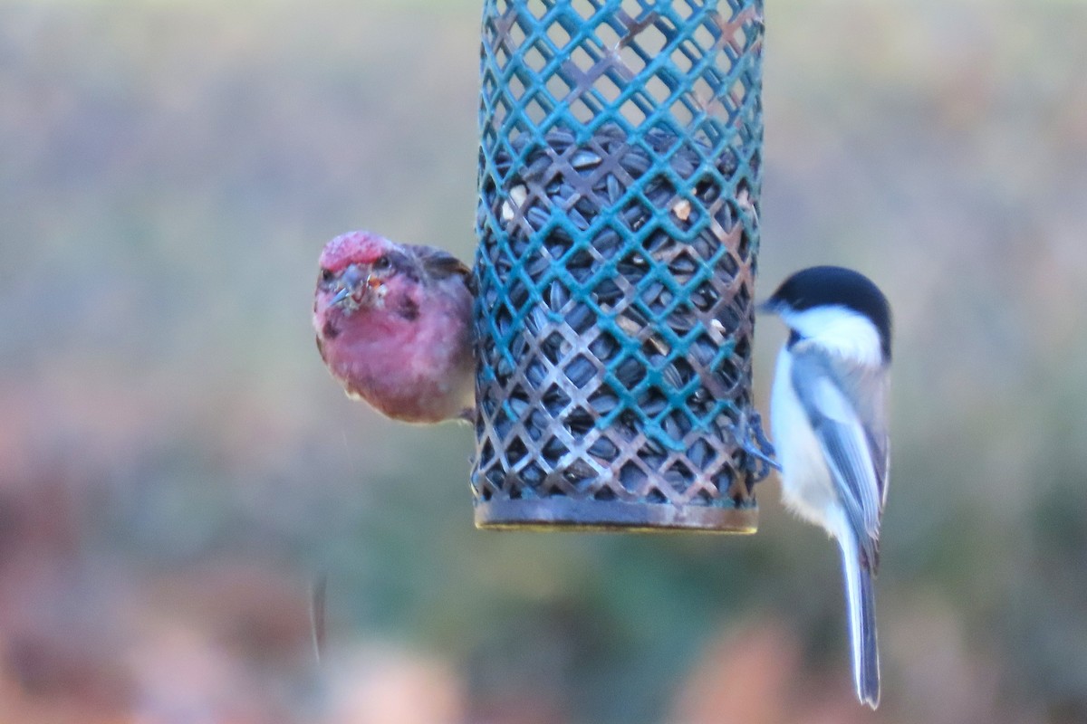 Purple Finch - ML644289544