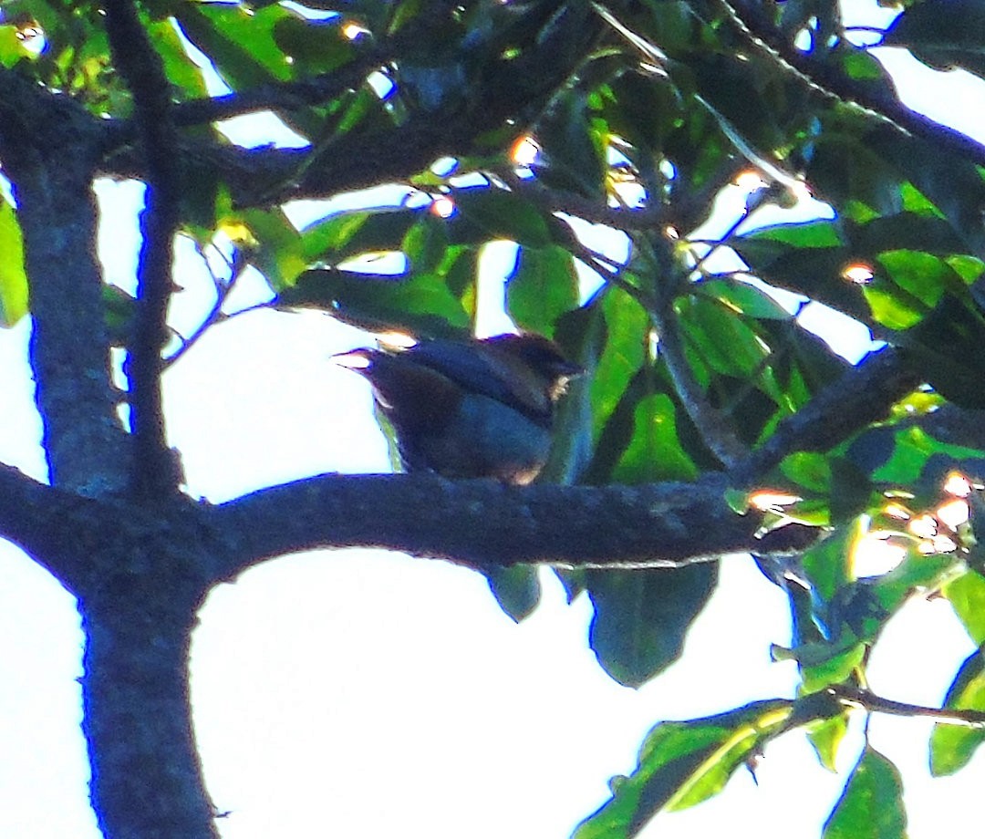 Chestnut-backed Tanager - ML644289551