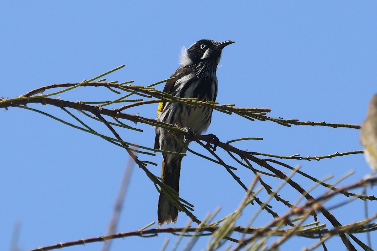 New Holland Honeyeater - ML644289553