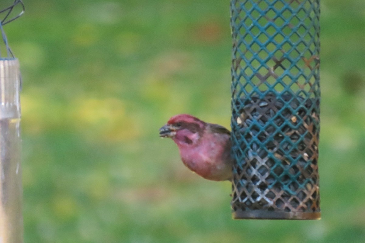 Purple Finch - ML644289554