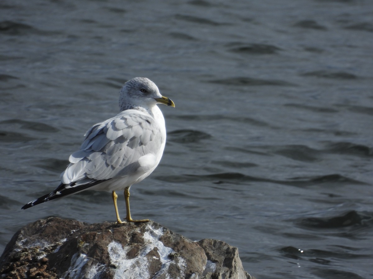 Ring-billed Gull - ML644289562