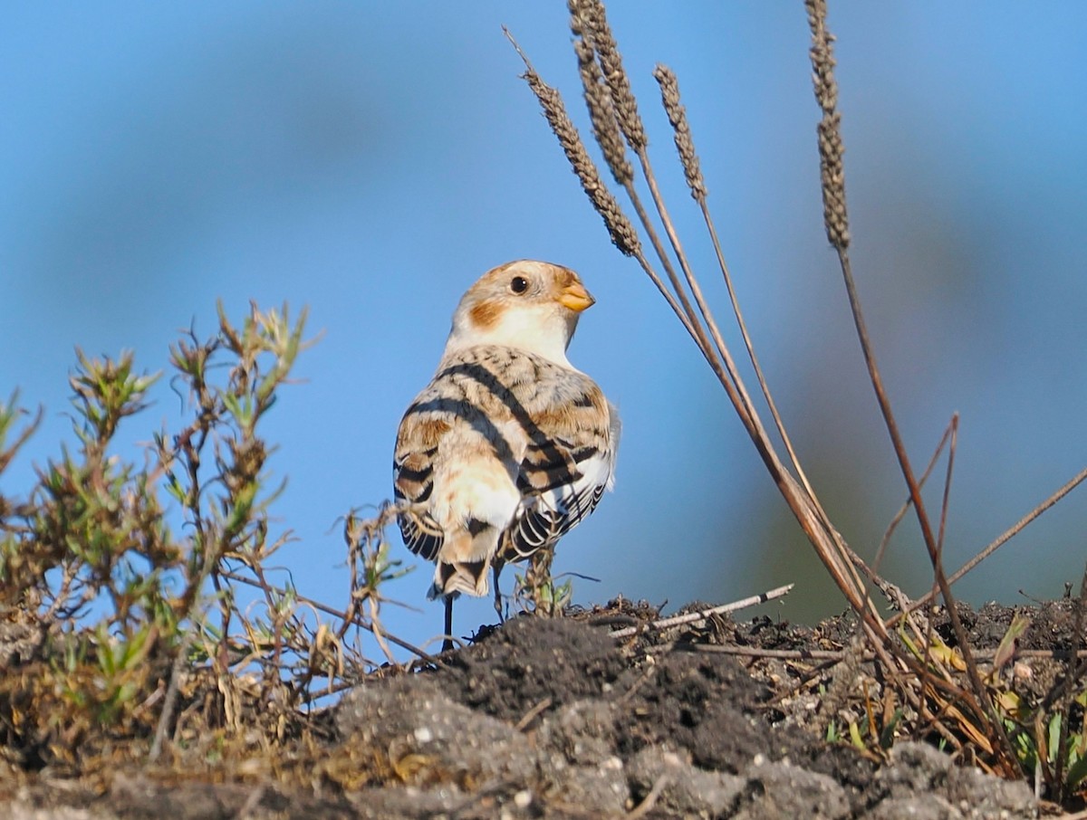 雪鵐 - ML644289577