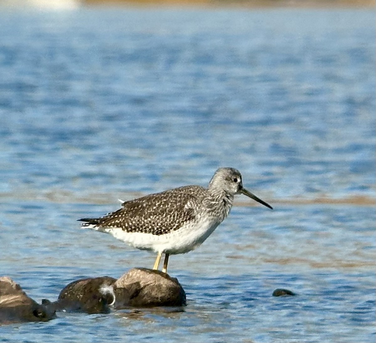 Greater Yellowlegs - ML644289580