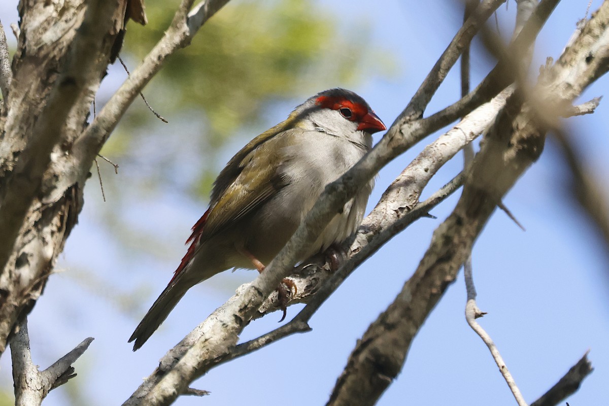 Амадина-рубінчик червоноброва - ML644289581