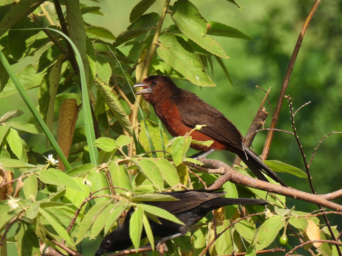 Silver-beaked Tanager - ML644289585