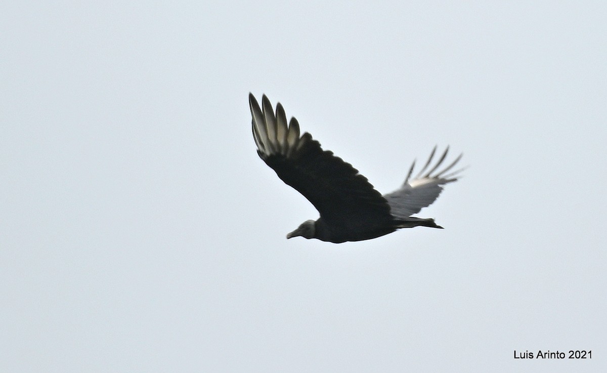Black Vulture - ML644289595