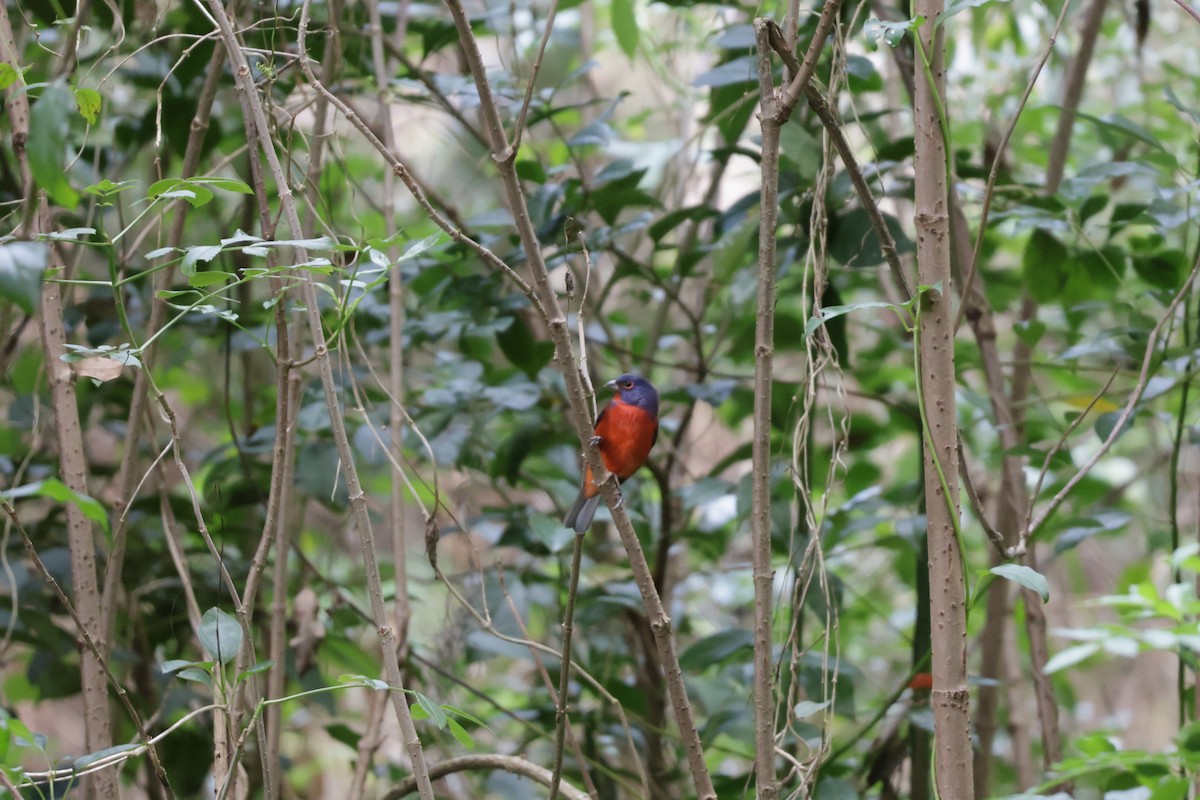 Papstfink - ML644289598