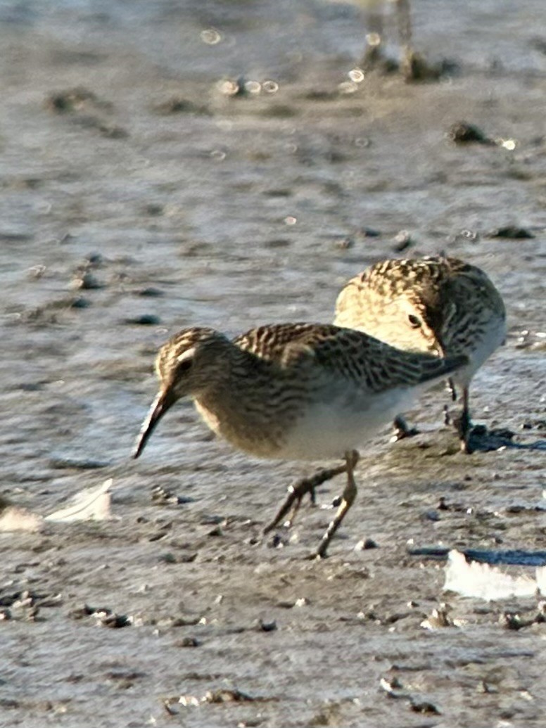 Орог элсэг - ML644289599