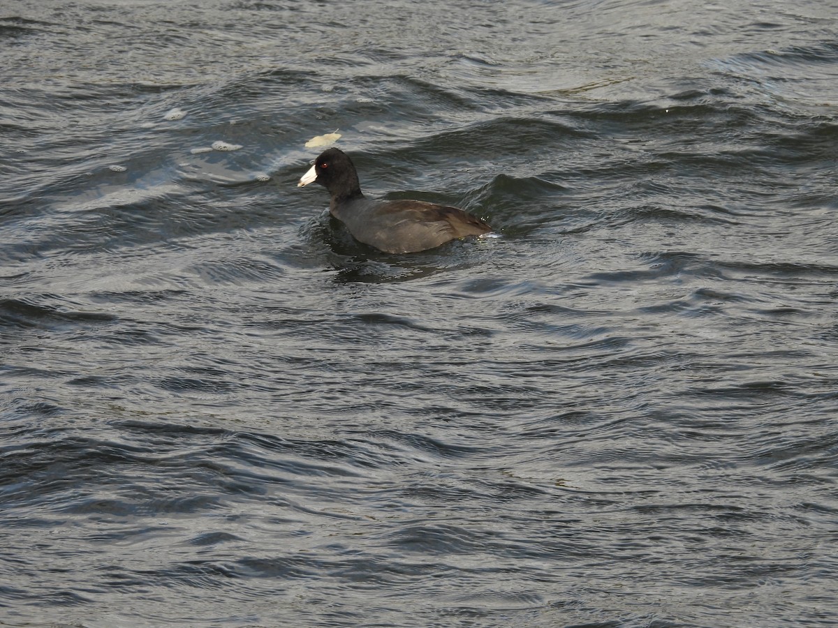 American Coot - ML644289601