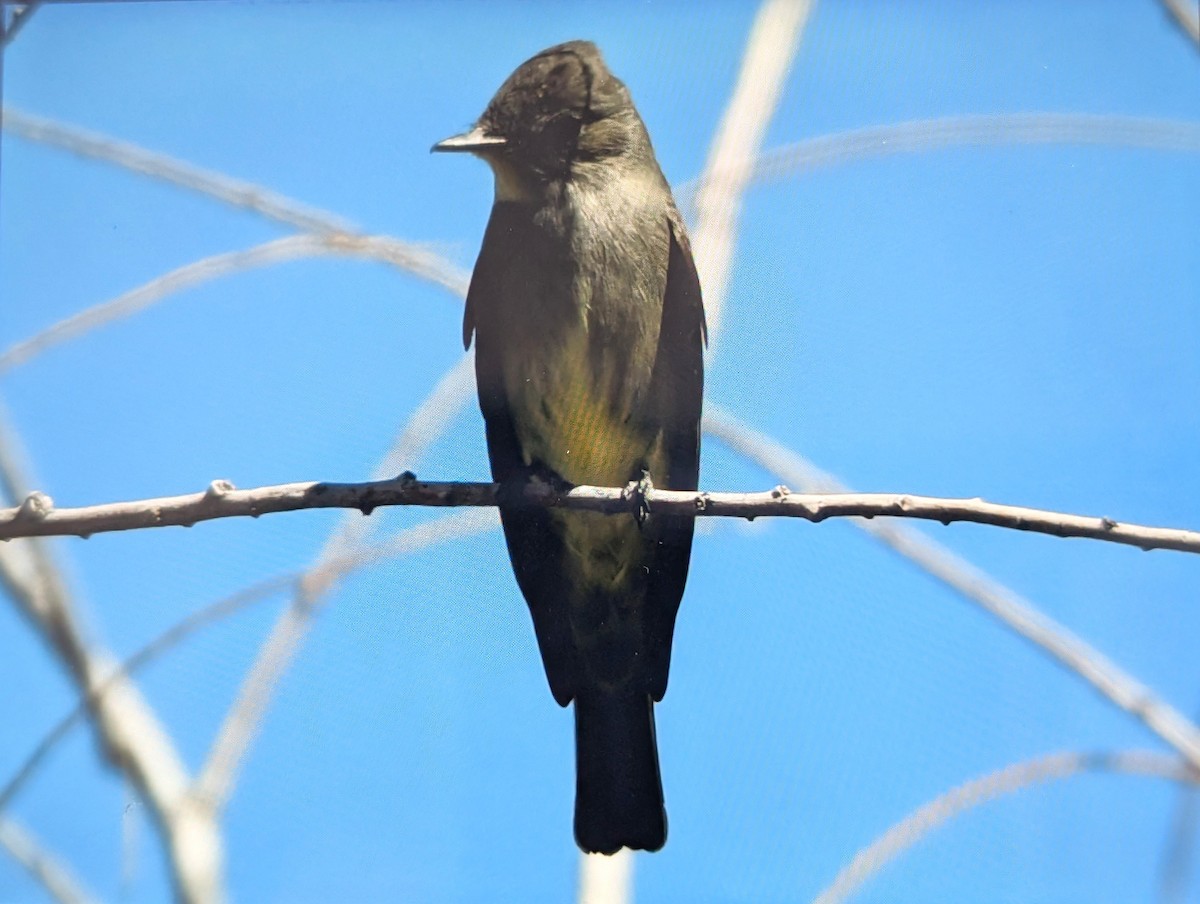 Western Wood-Pewee - ML644289603