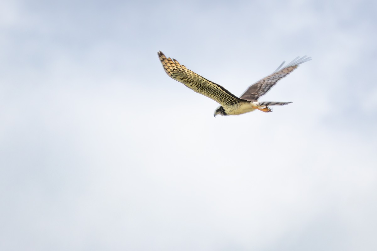 Лунь довгохвостий - ML644289607