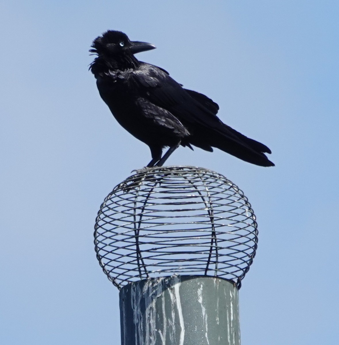 Cuervo Australiano - ML644289608