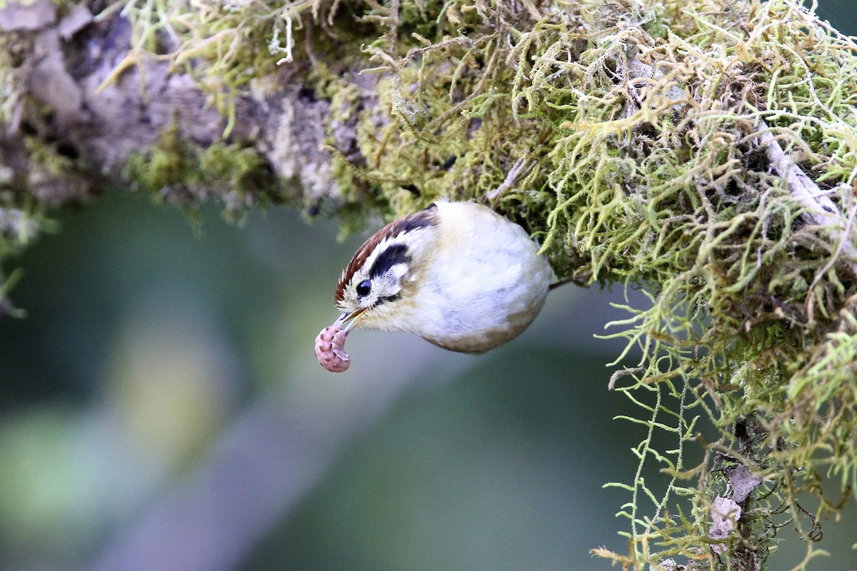 Rufous-winged Fulvetta - ML644289610