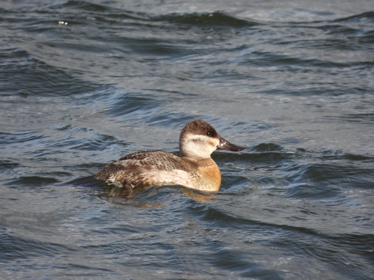 Ruddy Duck - ML644289612