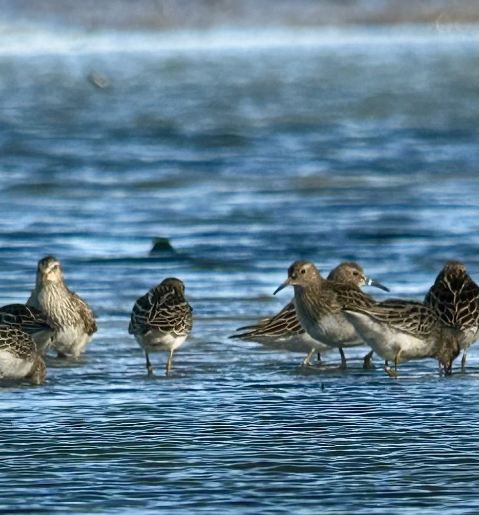 Орог элсэг - ML644289613