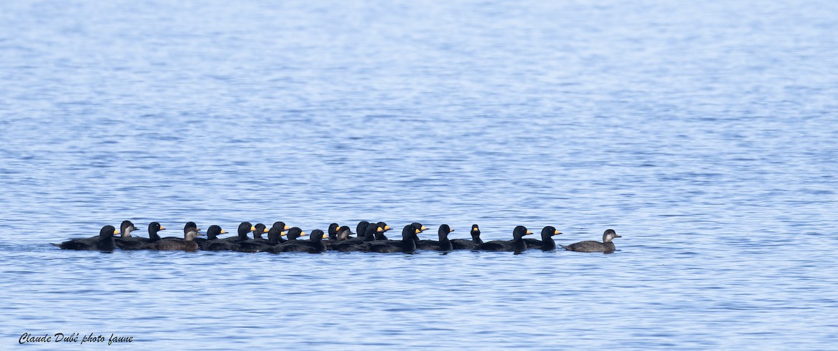 Black Scoter - ML644289629