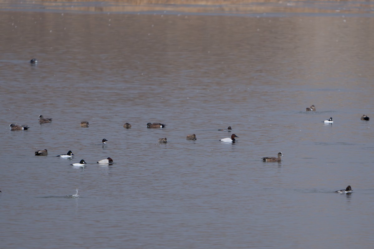 kanvasand - ML644289633