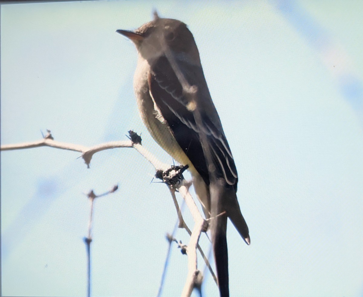 Western Wood-Pewee - ML644289643