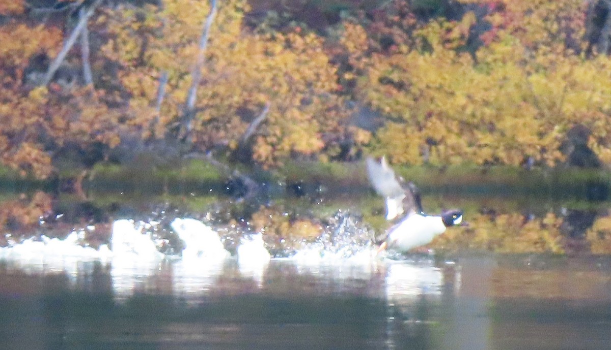 キタホオジロガモ - ML644289645