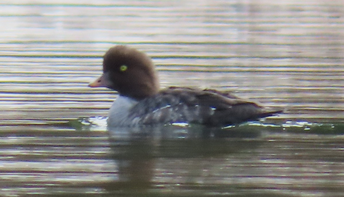 キタホオジロガモ - ML644289646