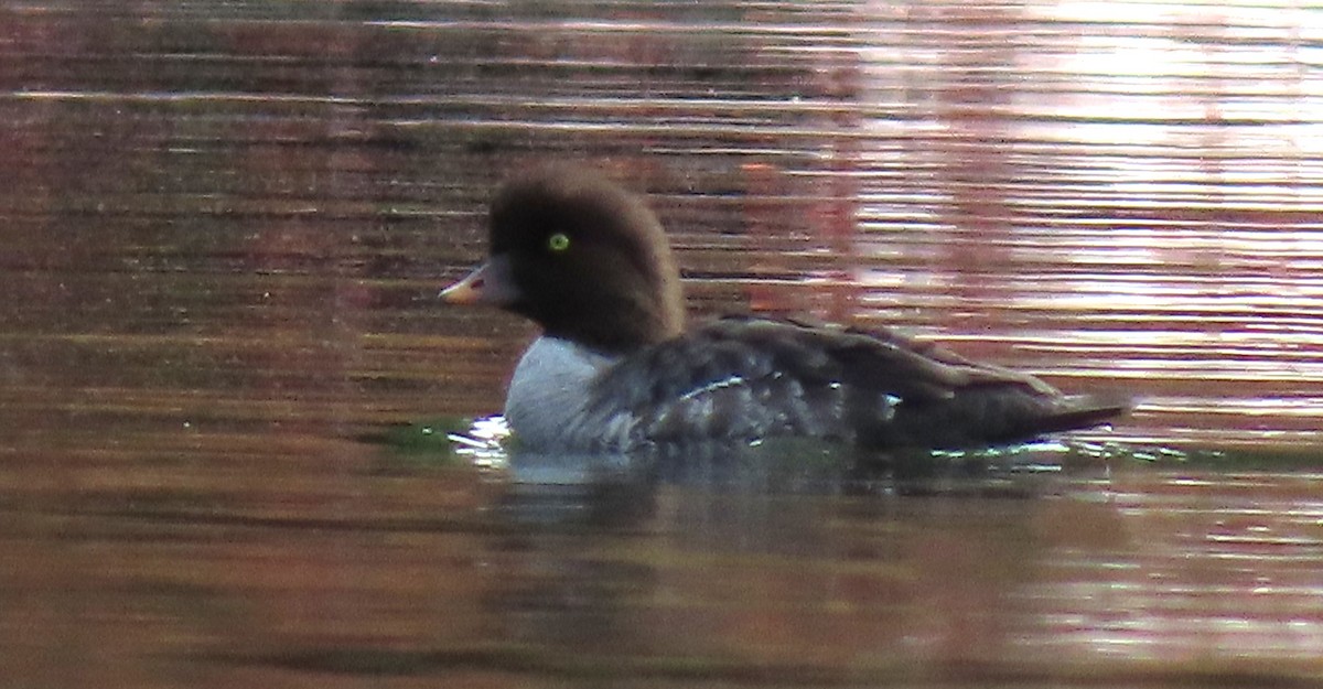 キタホオジロガモ - ML644289647