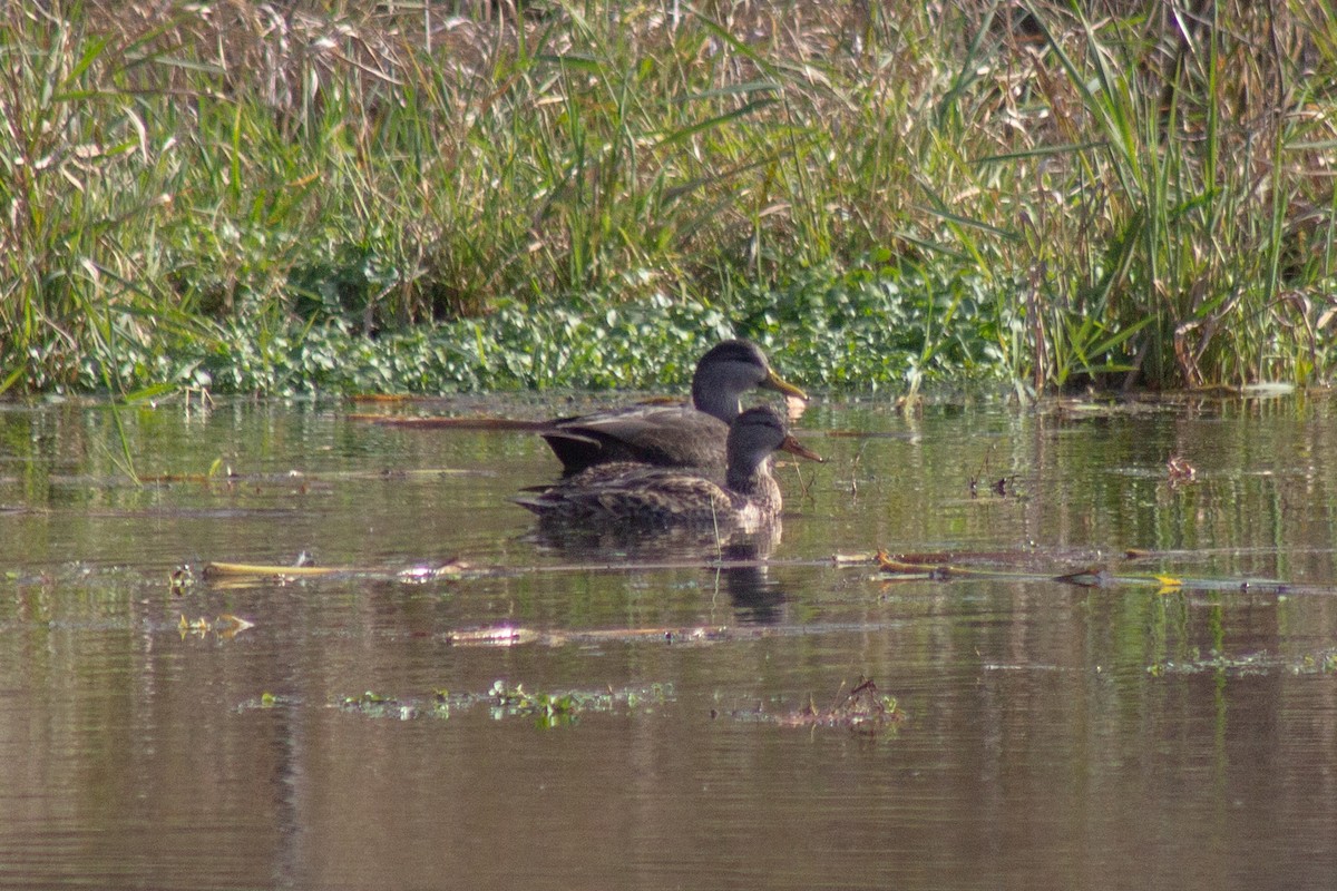 rødfotand - ML644289658