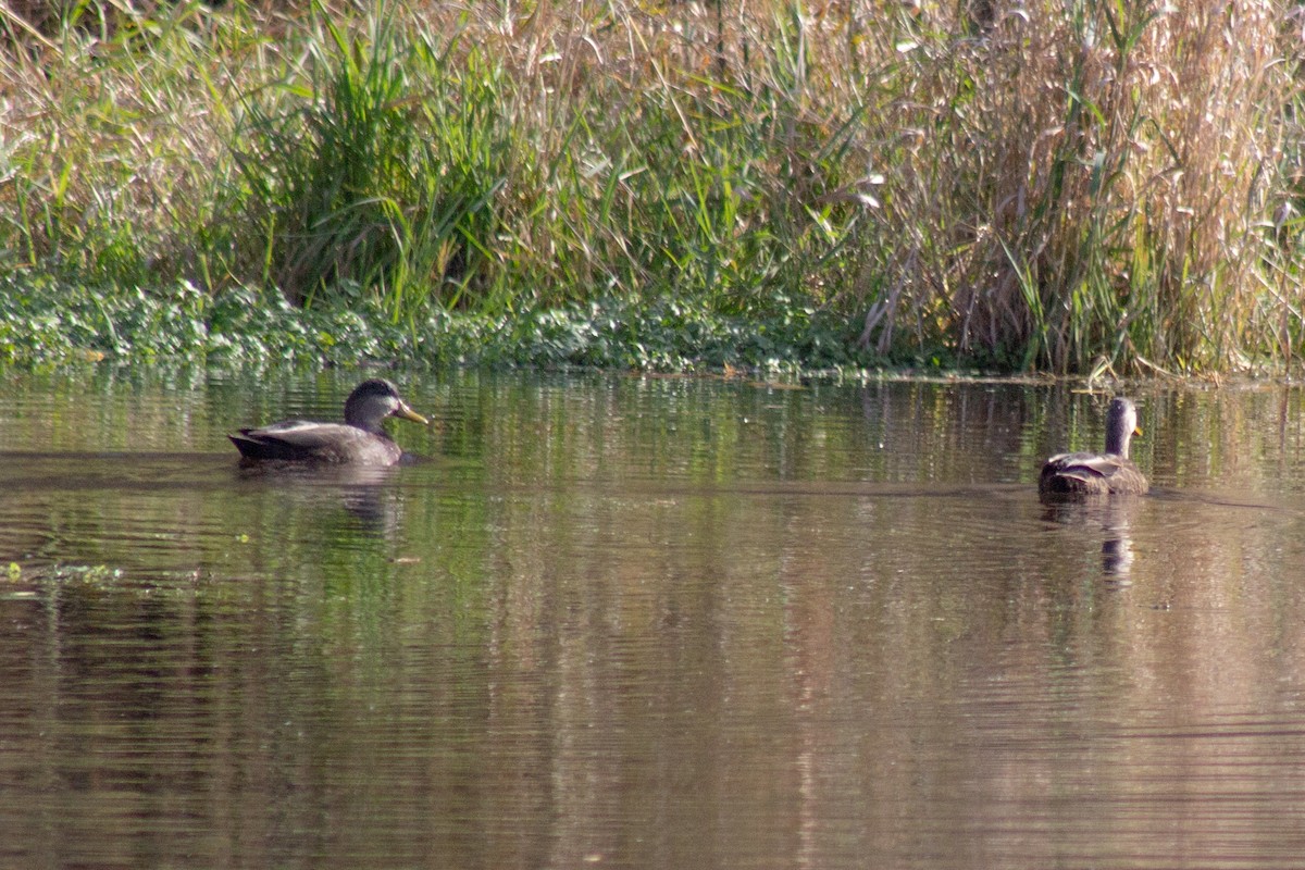 rødfotand - ML644289659