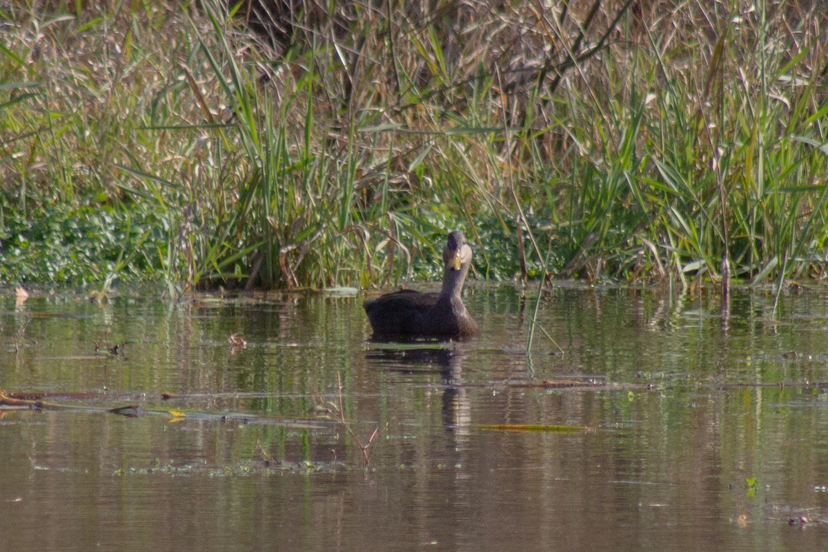 rødfotand - ML644289660