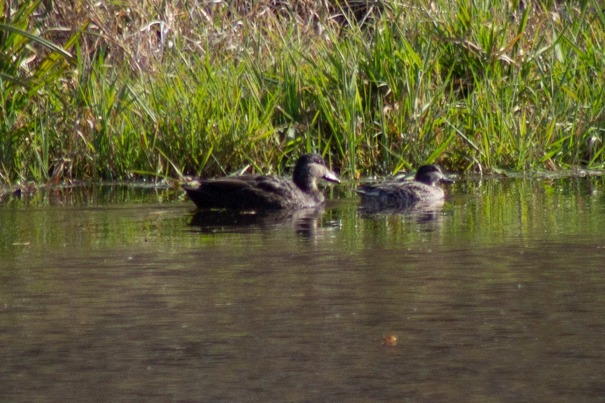 rødfotand - ML644289661