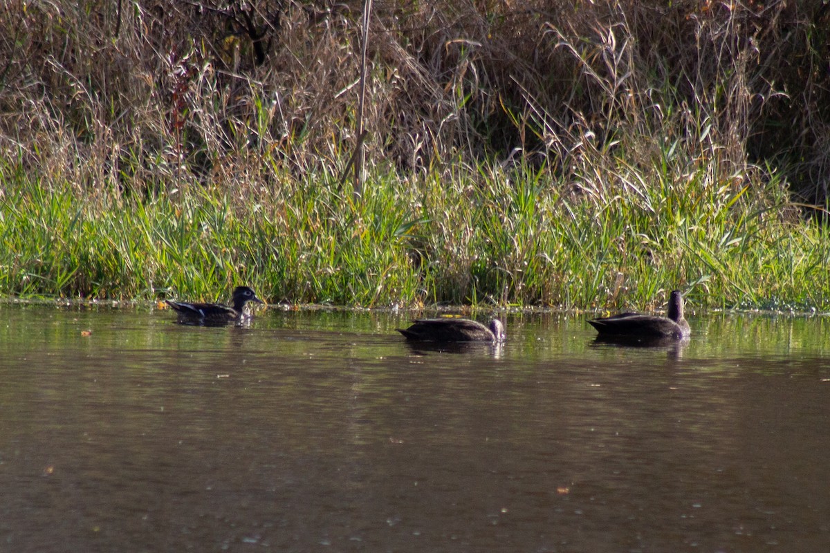 rødfotand - ML644289662