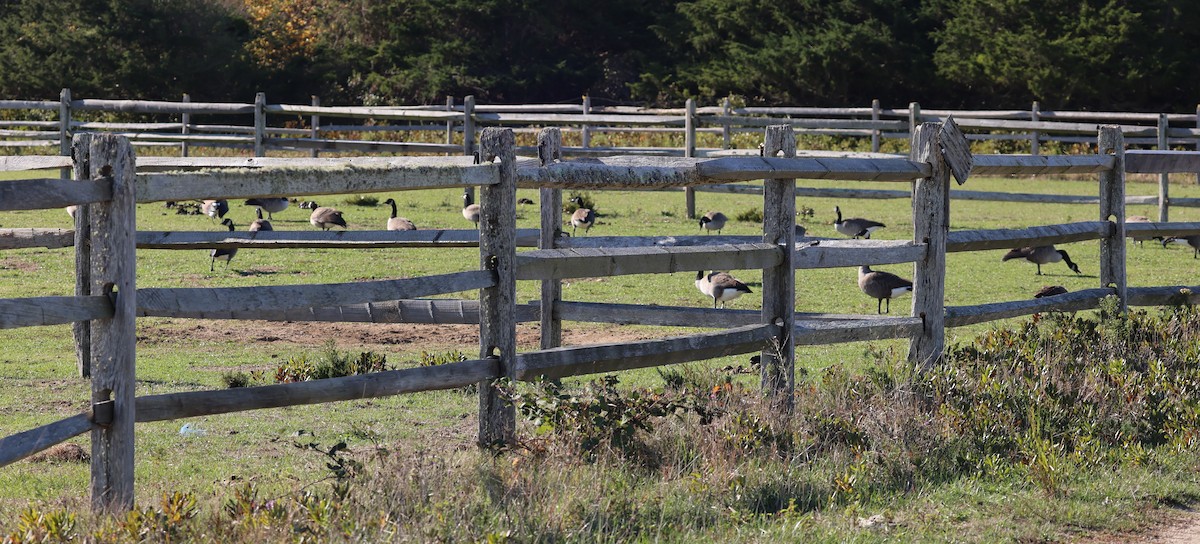 Oca canadese maggiore - ML644289688