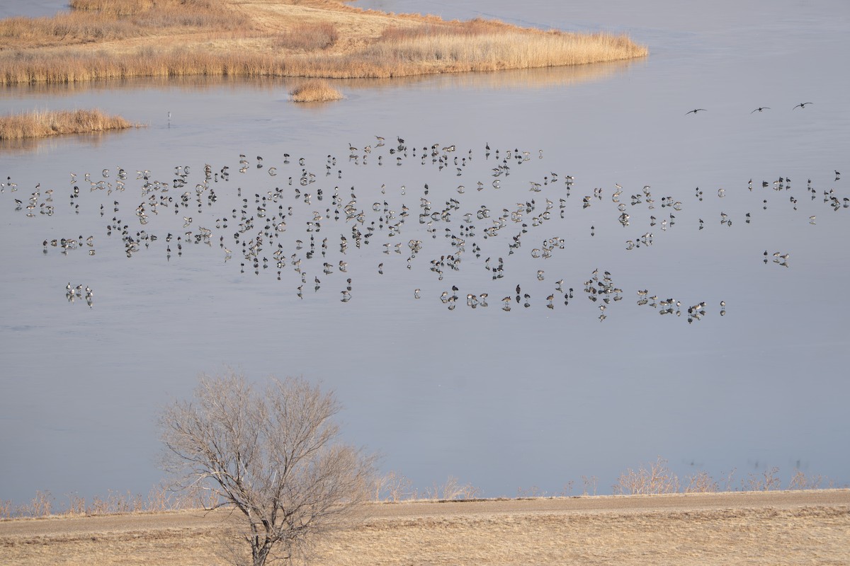 Oca canadese maggiore - ML644289690