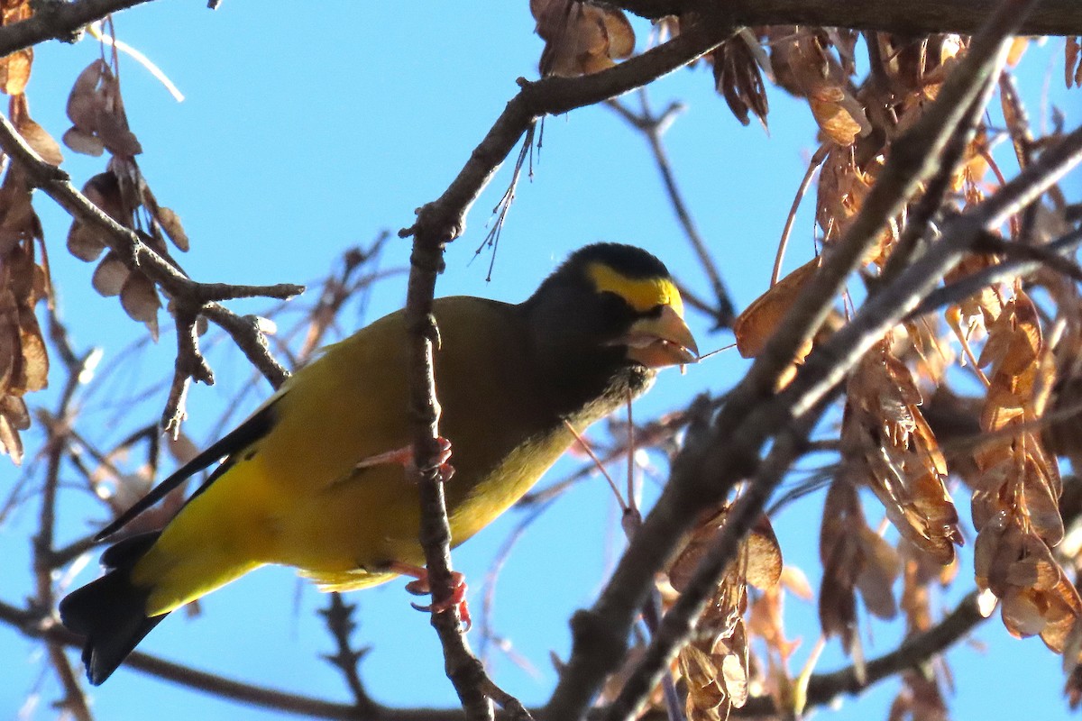 Evening Grosbeak - ML644289692