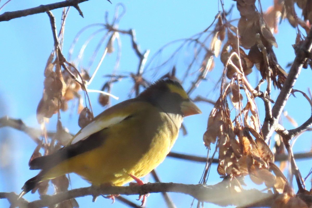 Evening Grosbeak - ML644289703